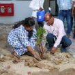 Tree plantation